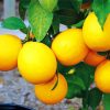 Yellow Lemon Tree Plant paint by numbers