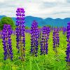 Aesthetic Lupines Field Nature paint by nymbers