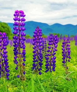 Aesthetic Lupines Field Nature paint by nymbers