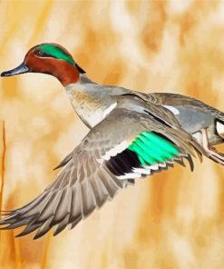 Flying Teal Duck Bird paint by numbers