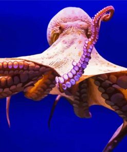 Aesthetic Octopus Animal paint by numbers