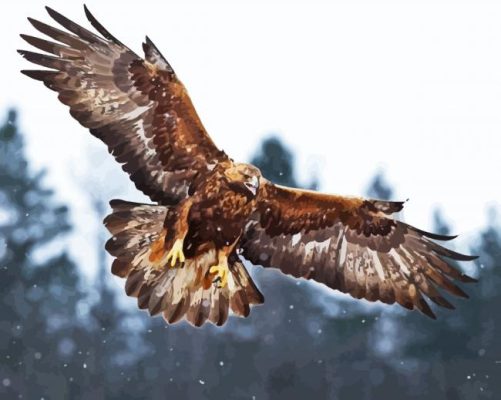 Aquila Eagle Bird Of Prey paint by numbers