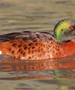 Australian Teal Duck paint by numbers