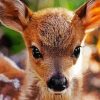 Baby Deer Face paint by numbers