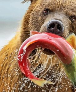 Bear Catching Salmon Fish paint by numbers