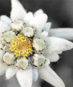 Beautiful Edelweiss Plant paint by numbers