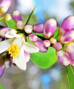 Beautiful Lemon Blossoms paint by numbers