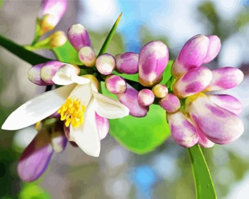 Beautiful Lemon Blossoms paint by numbers