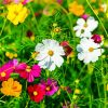 Adorable Wild Flowers Meadow paint by numbers