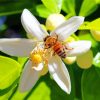 Bee On Lemon Blossoms Flower paint by numbers