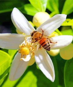 Bee On Lemon Blossoms Flower paint by numbers