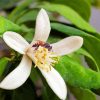 Bee On Lemon Blossoms paint by numbers