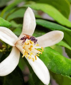 Bee On Lemon Blossoms paint by numbers