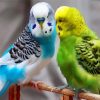 Adorable Parakeets Birds paint by numbers