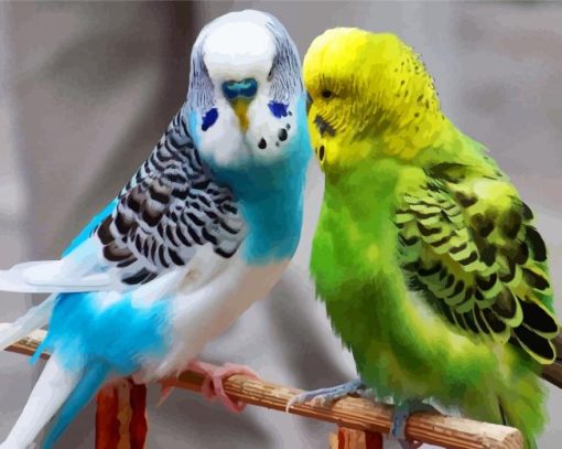 Adorable Parakeets Birds paint by numbers