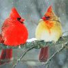 Cardinals Birds In Winter On Branch paint by numbers