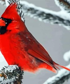 Cardinal In Winter paint by numbers