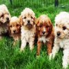 Cavoodle Puppies Dogs paint by numbers