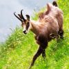 Chamois In Field paint by numbers