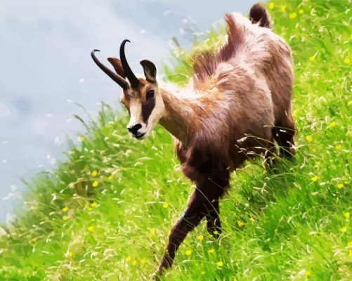 Chamois In Field paint by numbers