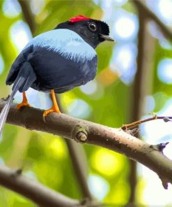 Chiroxiphia Bird On A Branch paint by numbers