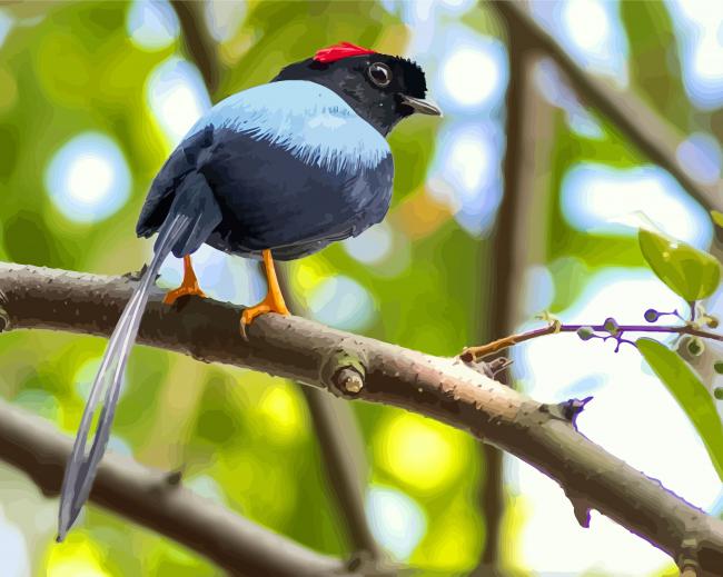 Chiroxiphia Bird On A Branch paint by numbers