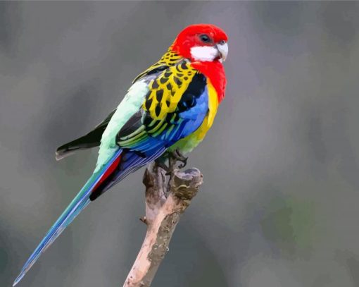 Colorful Eastern Rosella Bird paint by numbers