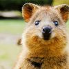 Cute Quokka Animal Face paint by numbers