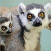 Cute Ring Tailed Lemurs Family paint by numbers