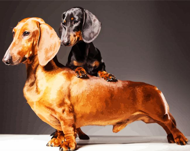 Doxie Dachshund Dogs paint by numbers
