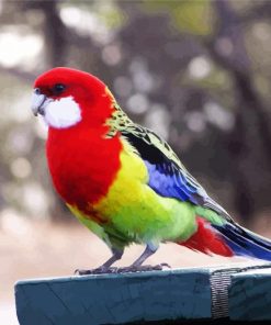 Rainbow Eastern Rosella Bird paint by numbers