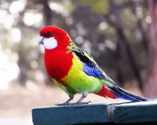 Rainbow Eastern Rosella Bird paint by numbers