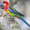 Rainbow Eastern Rosella On Branch paint by numbers