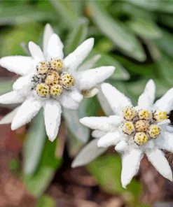 Edelweiss Flowers Plants paint by numbers