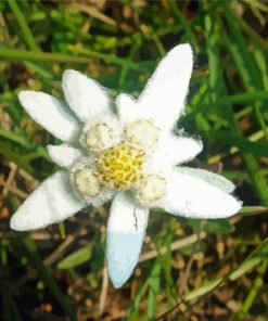 Edelweiss Plant paint by numbers