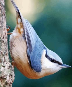 Adorable White Breasted Nuthatch paint by numbers