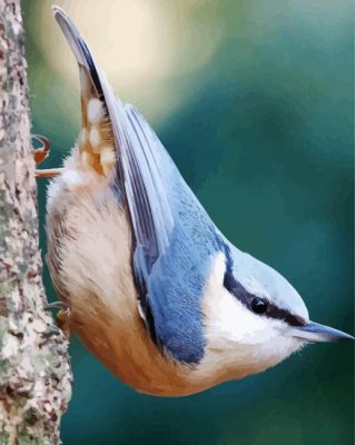 Adorable White Breasted Nuthatch paint by numbers