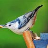 Female White Breasted Nuthatch paint by numbers