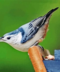 Female White Breasted Nuthatch paint by numbers