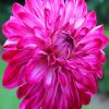 Fuchsia Dahlia Flower paint by numbers