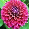 Aesthetic Fuchsia Dahlia paint by numbers