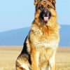 German Shepherds Dog paint by numbers