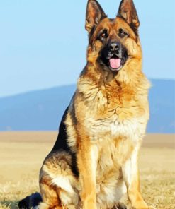 German Shepherds Dog paint by numbers