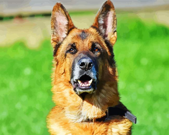 German Shepherds Head paint by numbers