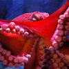 Giant Pacific Octopus paint by numbers
