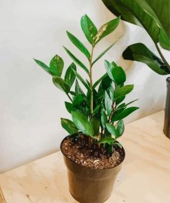 Green Zamioculcas Plant paint by numbers