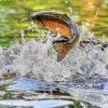 Jumping Trout Stream paint by numbers