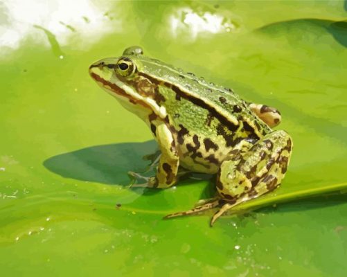 Aesthetic Kikker Frog paint by numbers