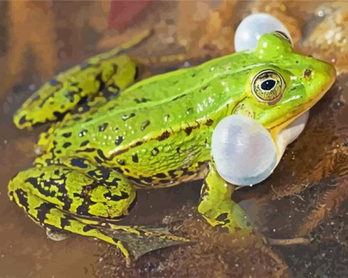 Green Kikker Frog paint by numbers