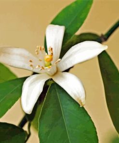 Lemon Blossoms Flower paint by numbers